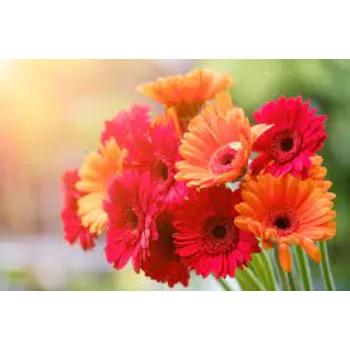   Fresh Gebera Flower